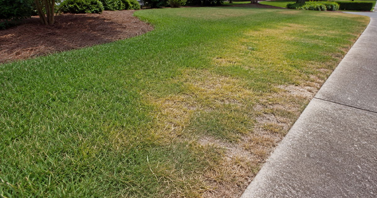 Augusta Grass Masters Highlights Lawn Disease Pressure Across Augusta Area
