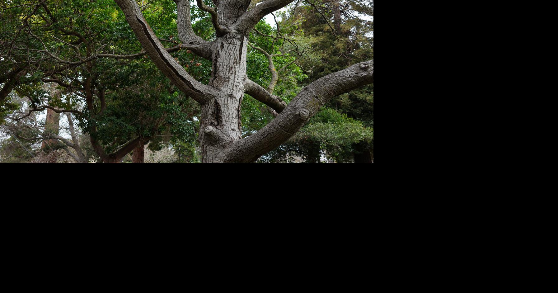 UC Berkeley research prevents ‘chucking wood’ by repurposing trees that would be discarded