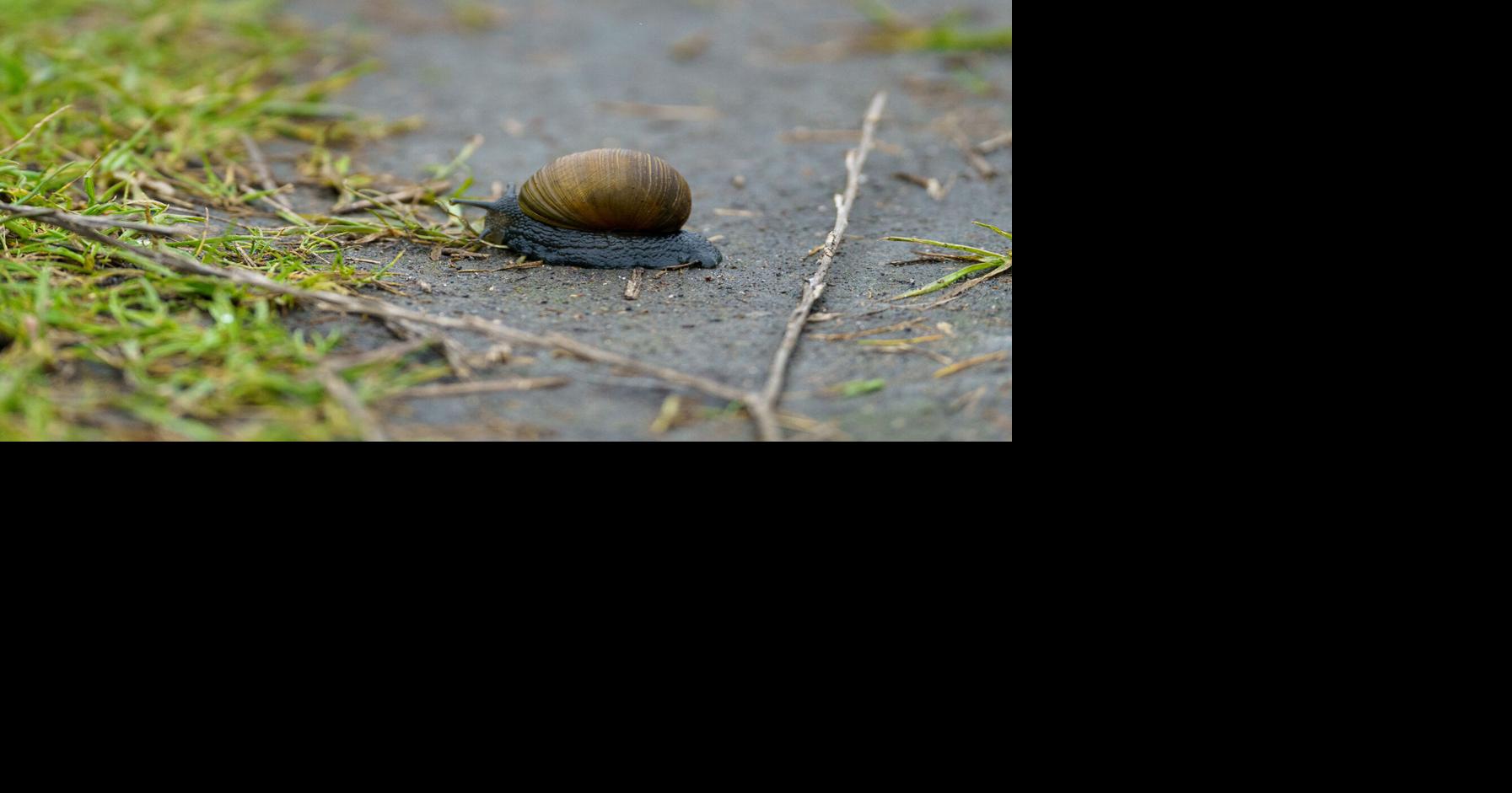 A person is a snail with an army and a navy | Personal Essays ...