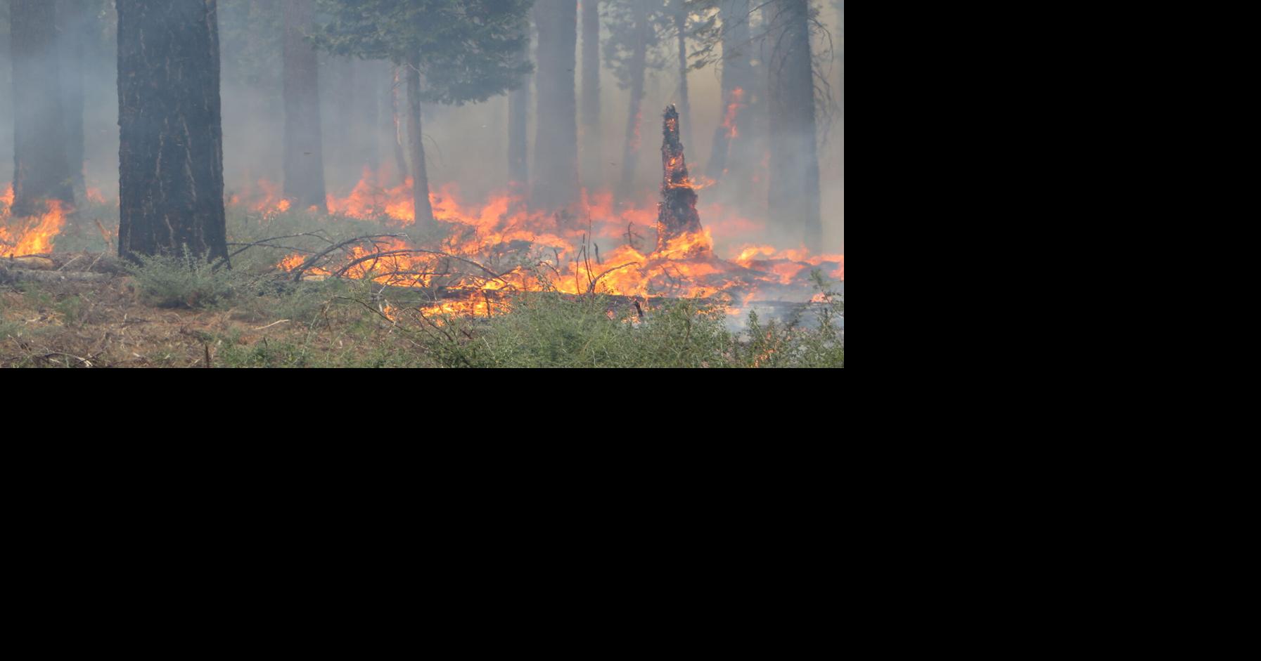 Prescribed burns help trees store carbon, UC Berkeley researchers find