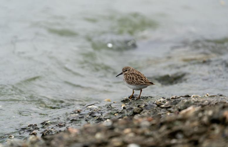 Photo Essay: Flora and fauna across Berkeley | Photo Essays | dailycal.org