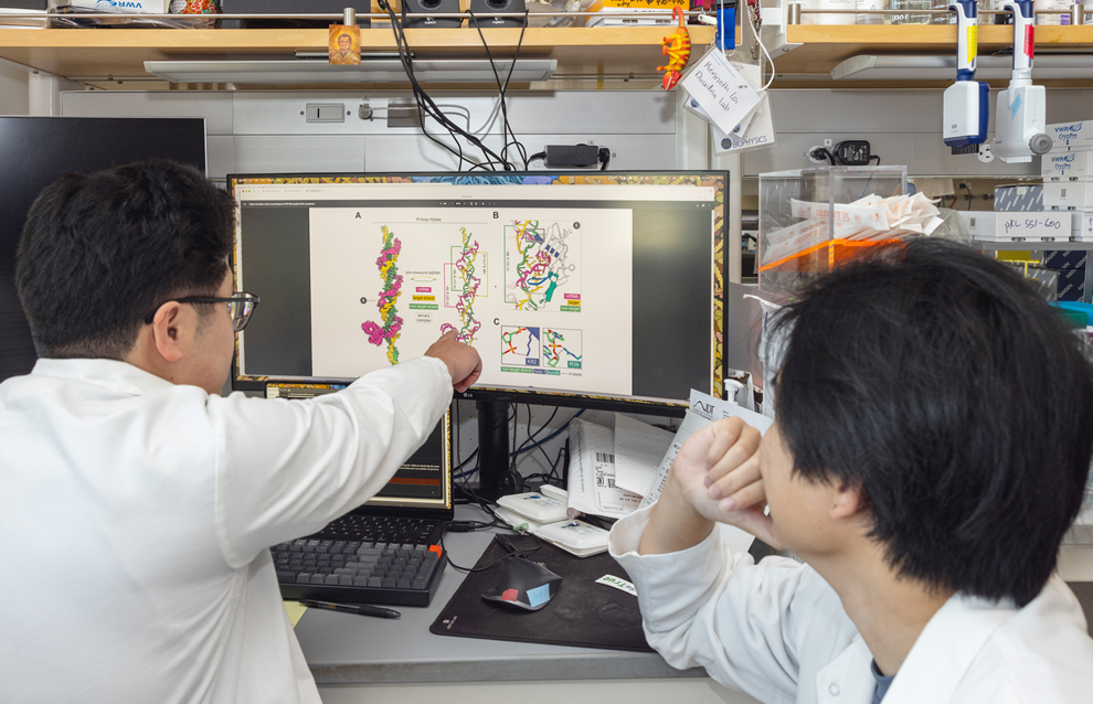 UC Berkeley researchers discover ancestor of gene-editing tool CRISPR