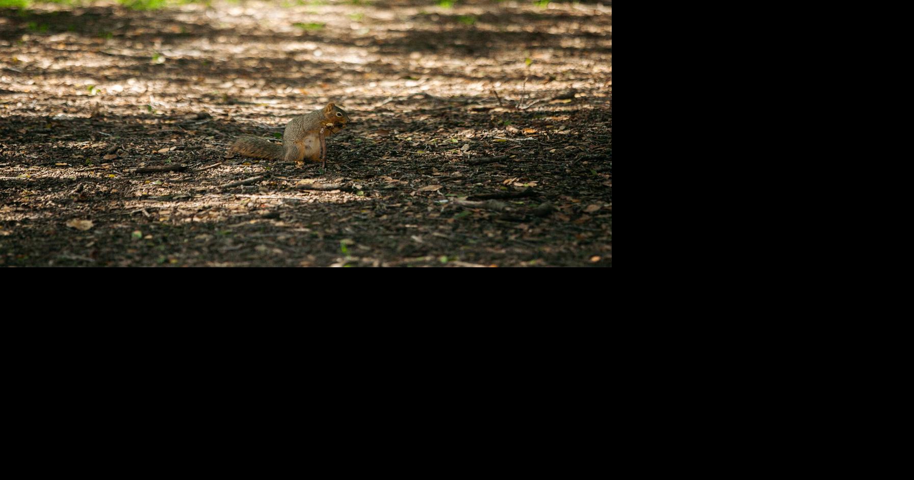 Find out which Berkeley critter you are, plus how to better embody them