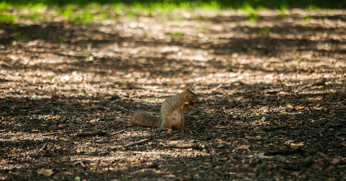 Find out which Berkeley critter you are, plus how to better embody them