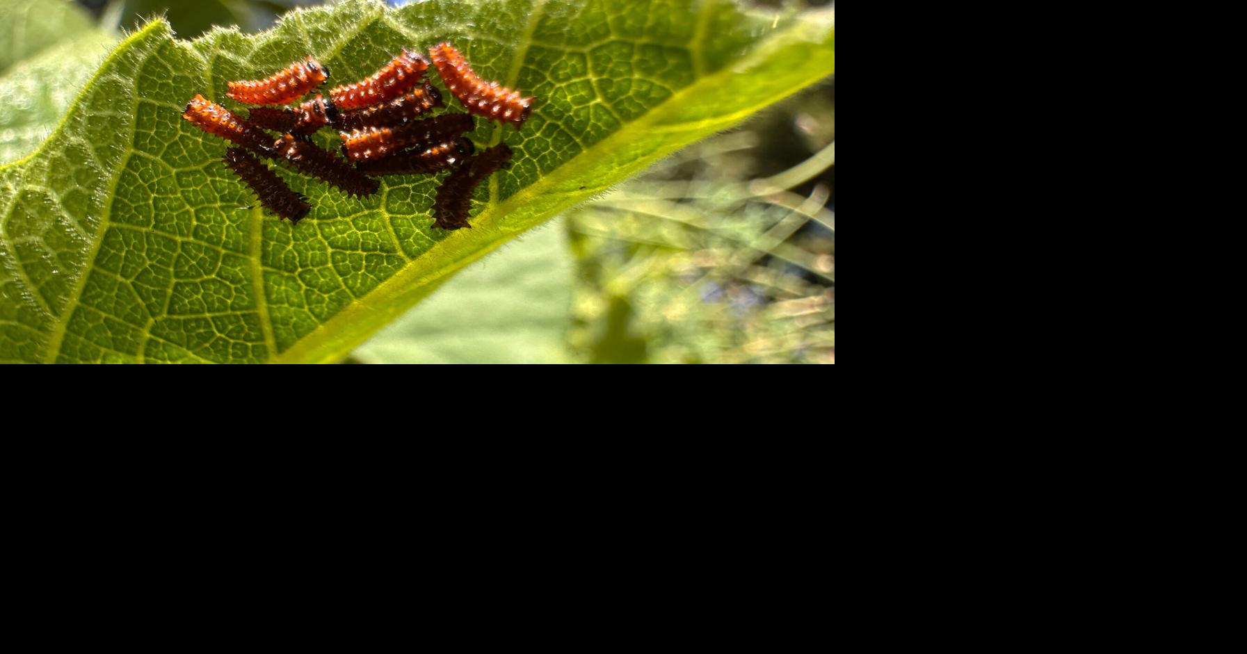 Campus construction plans could put native butterflies at risk