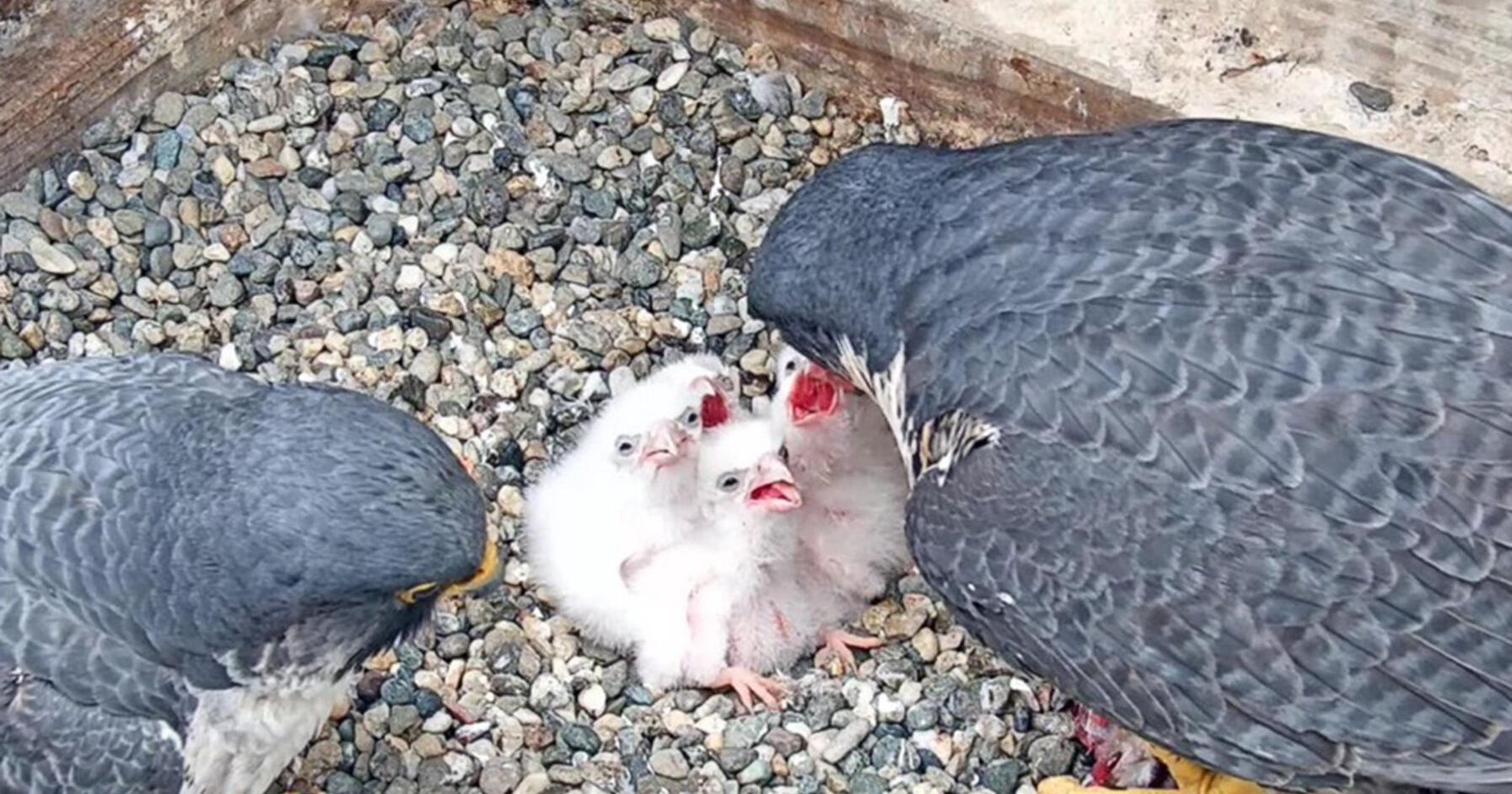 Hatch Day welcomes 4 peregrine falcon chicks at BAMPFA livestream - Vimarsana News