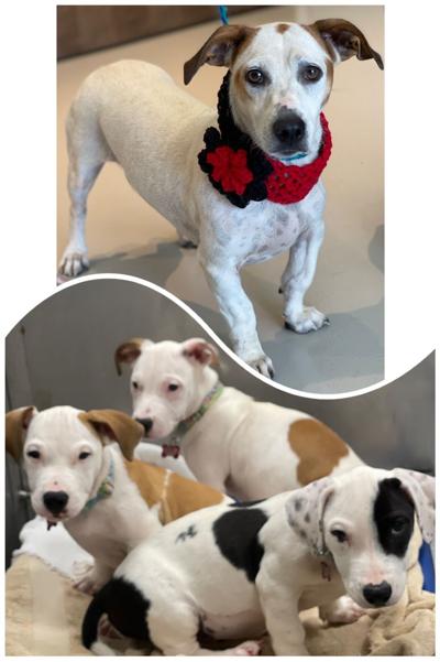 Pets of the Week photo