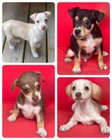 Pets of the Week: Meet available puppies