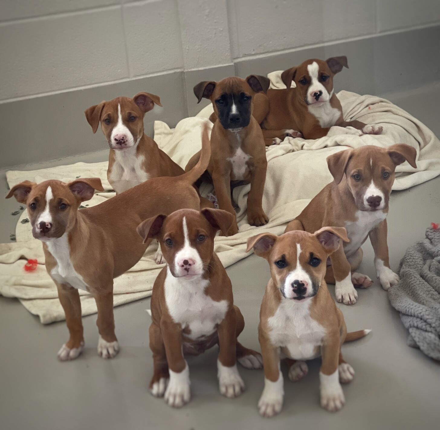 Boxer and store lab mix puppies