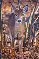 Growings On: Declines in deer populations may point to larger issues