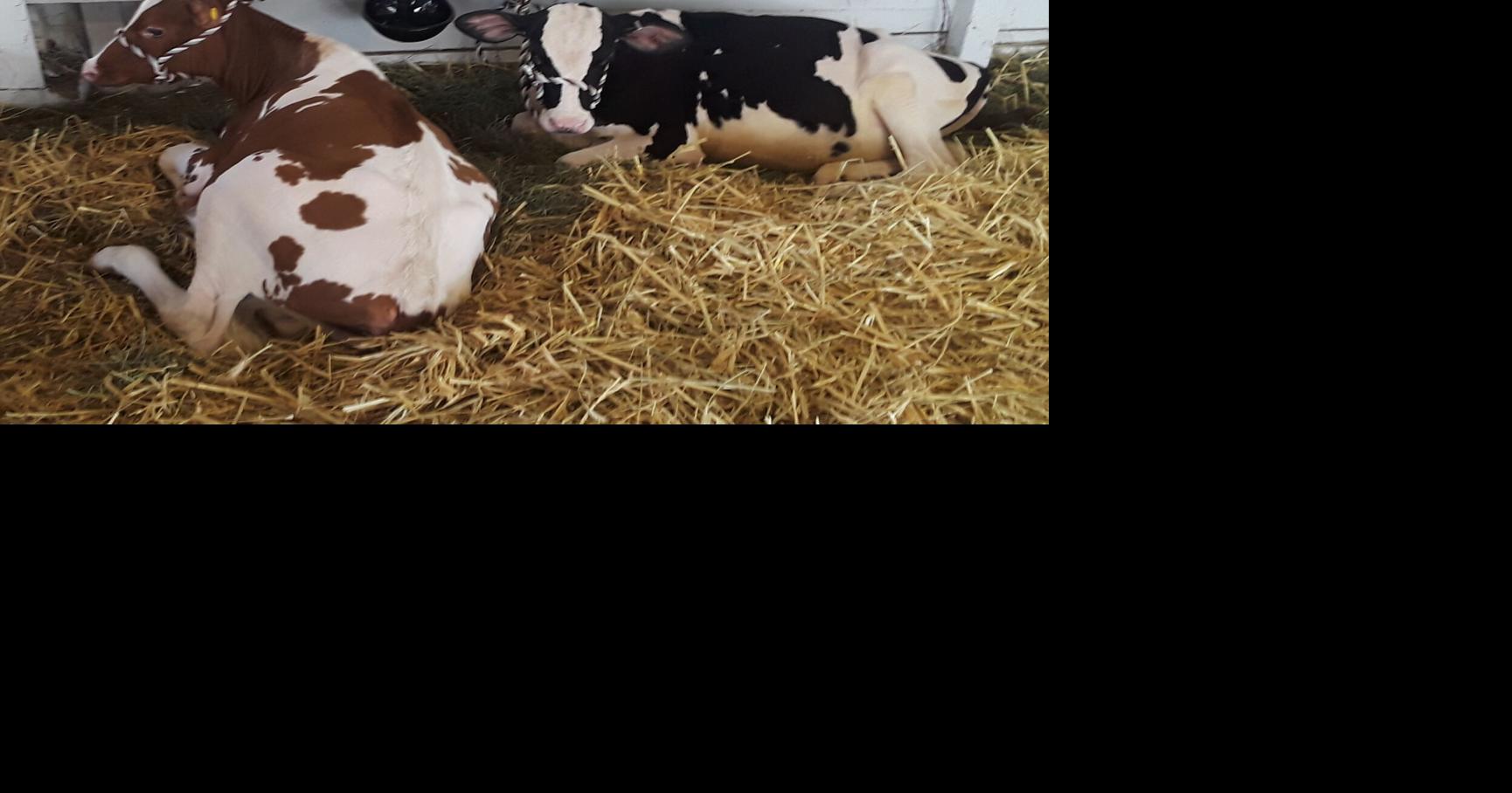 Fair Gives 4-H Time to Shine