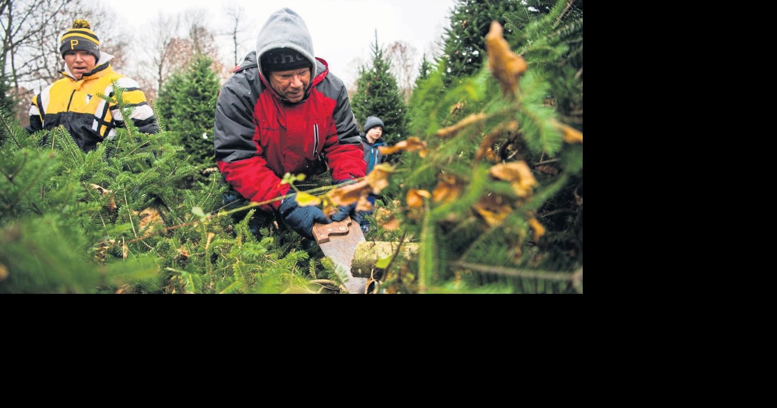 Chooseandcut Christmas tree farms all ‘about creating memories