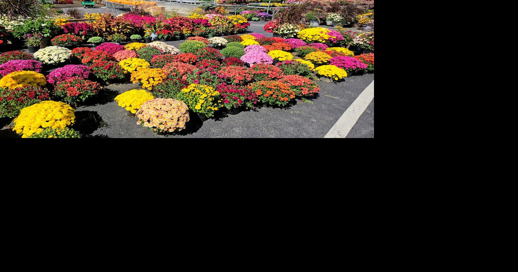 Signs of fall | News | dailycourier.com