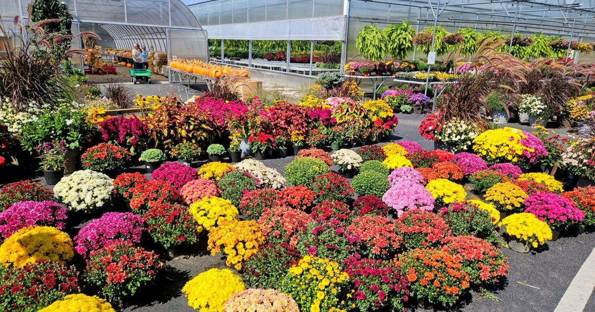 Fallig Sign Signs of fall | News | dailycourier.com