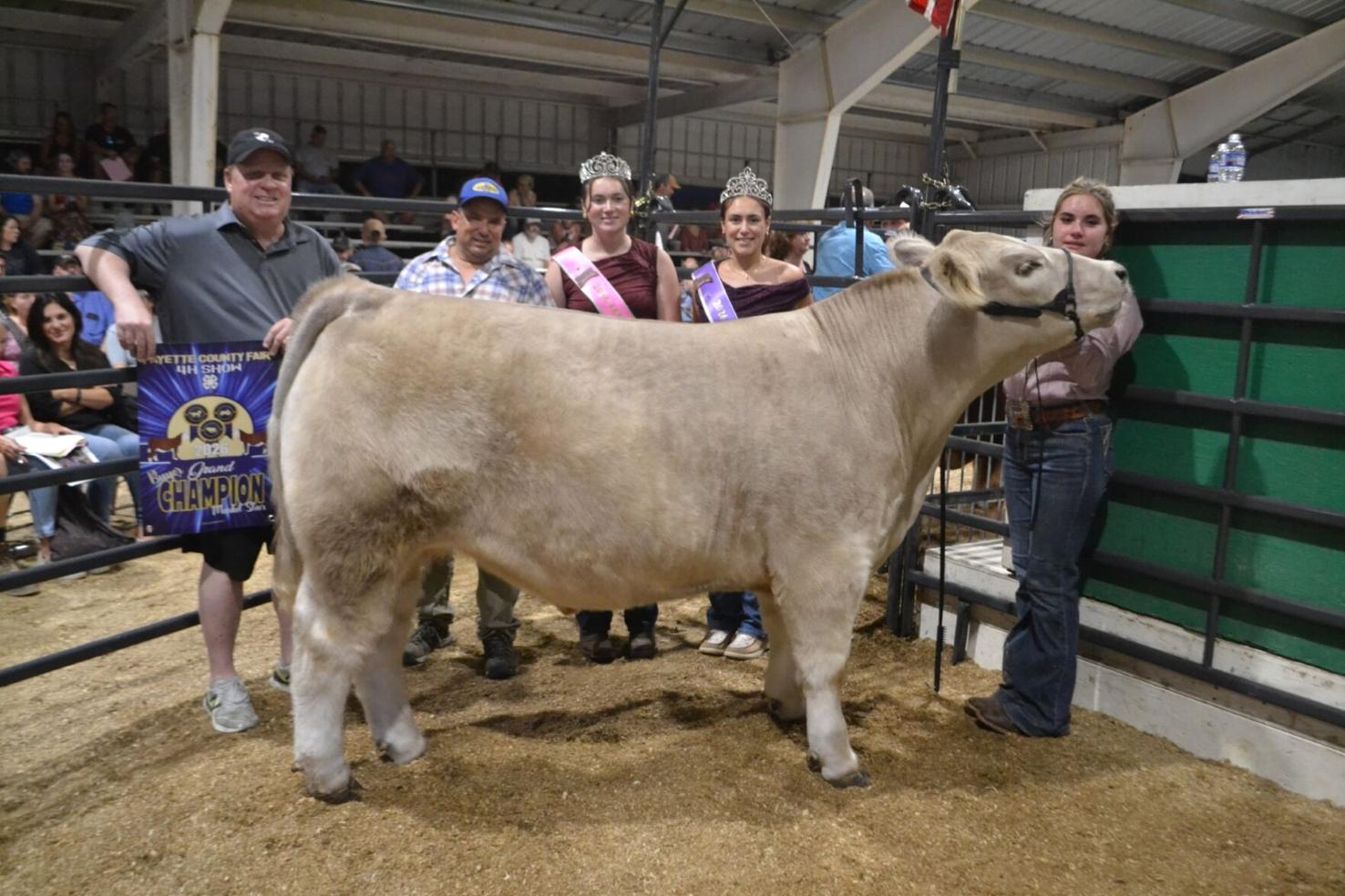 Big cow | Multimedia | dailycourier.com