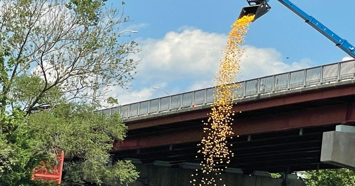 Duck race River Rally highlight | News | dailycourier.com