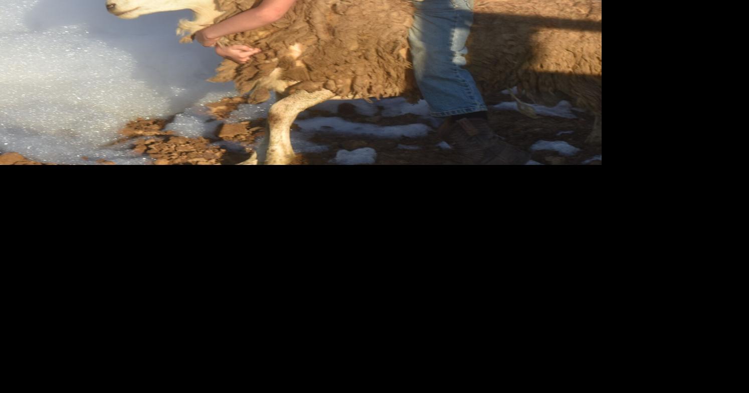mutton