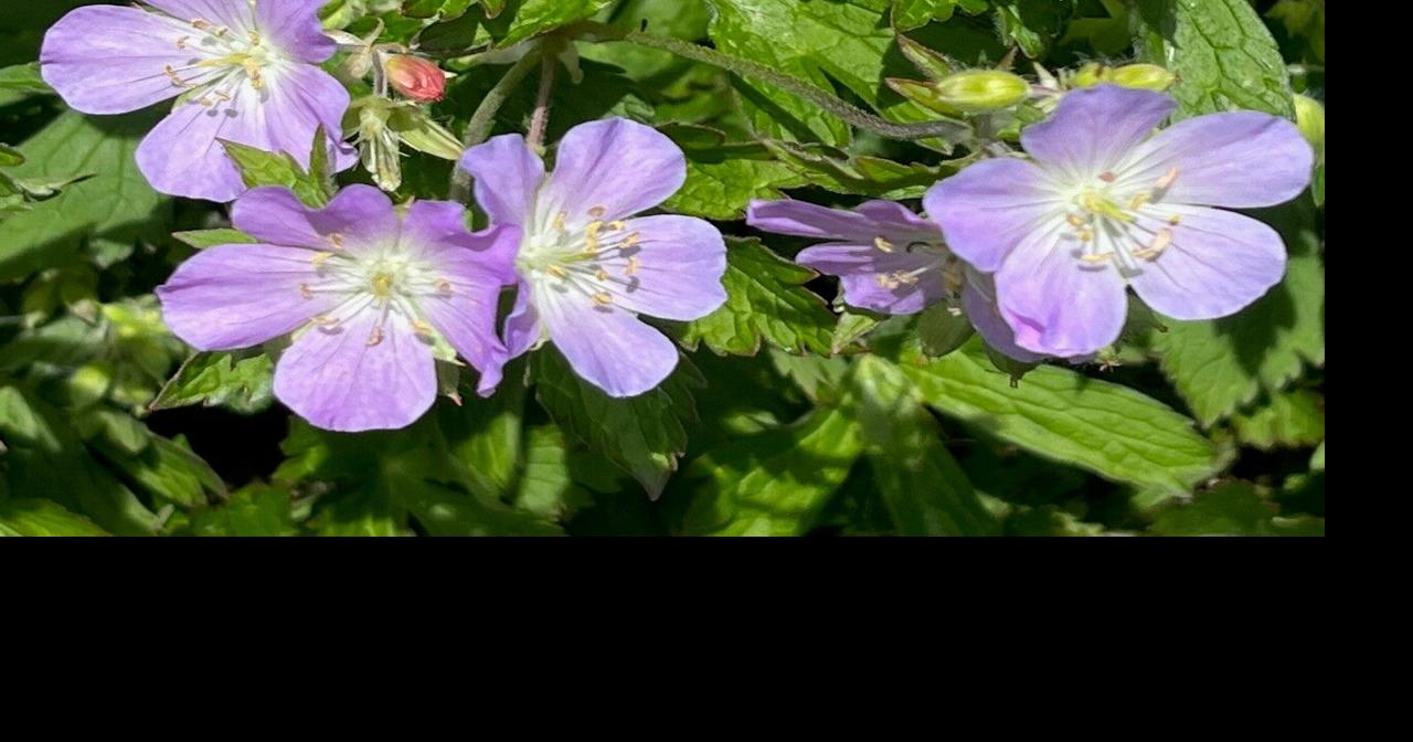 Planting for spring pollinators | News | dailycourier.com