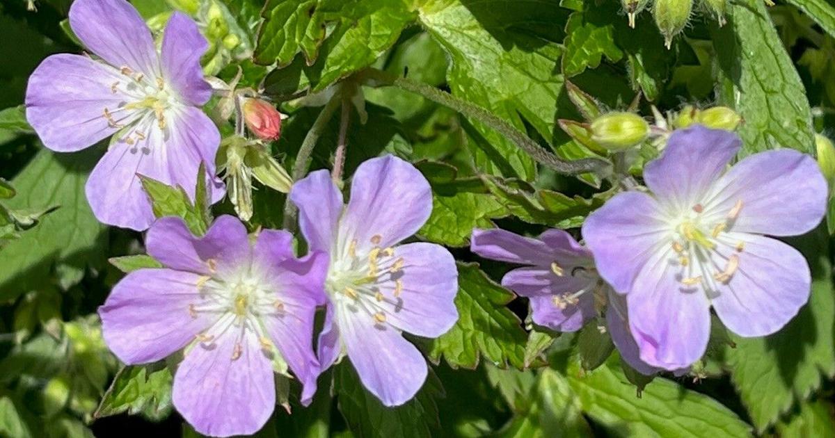 Pollinators Vip Planting for spring pollinators | News | dailycourier.com