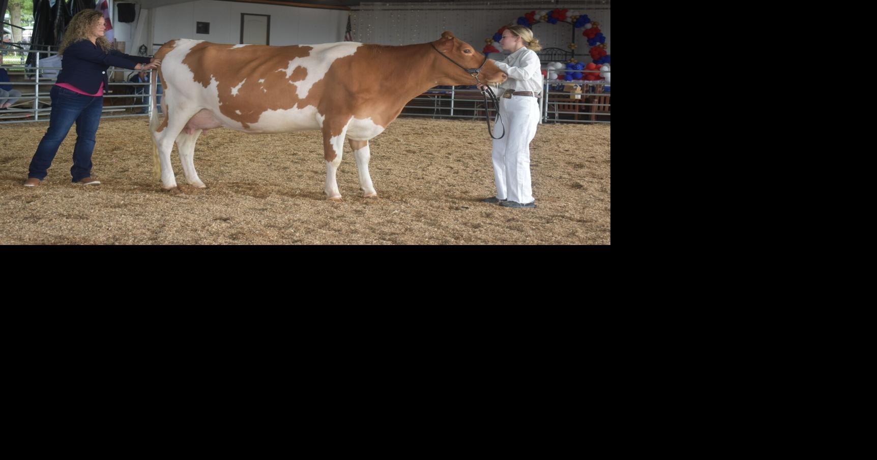 Animals showcased at Westmoreland Fair