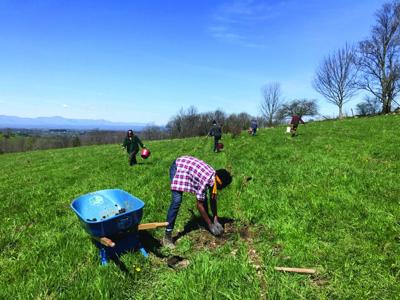 Hawthorne Valley Farm plants 300 trees for Silvopasture