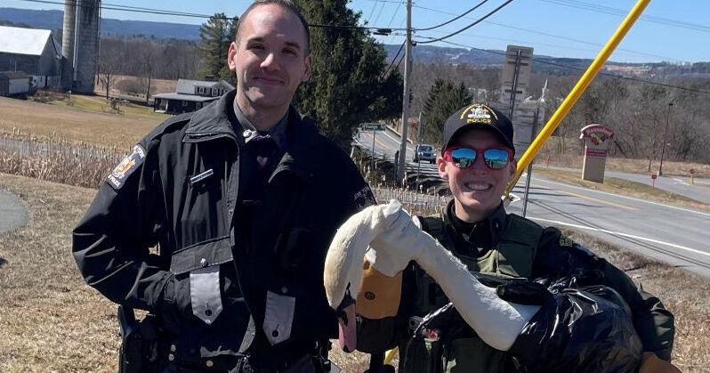 Officers help swan in Schoharie County | Police, Fire, Courts ...