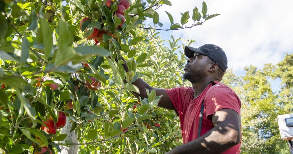 Apple picking forecast looks bright despite July's heavy rains Aug 16, 2026 5 mins ago