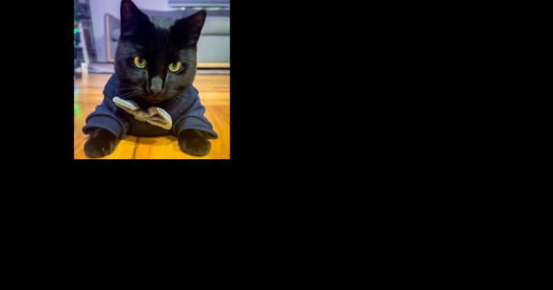 Broadway Deli owners ask public to stop stealing their cat | Local News - Vimarsana News