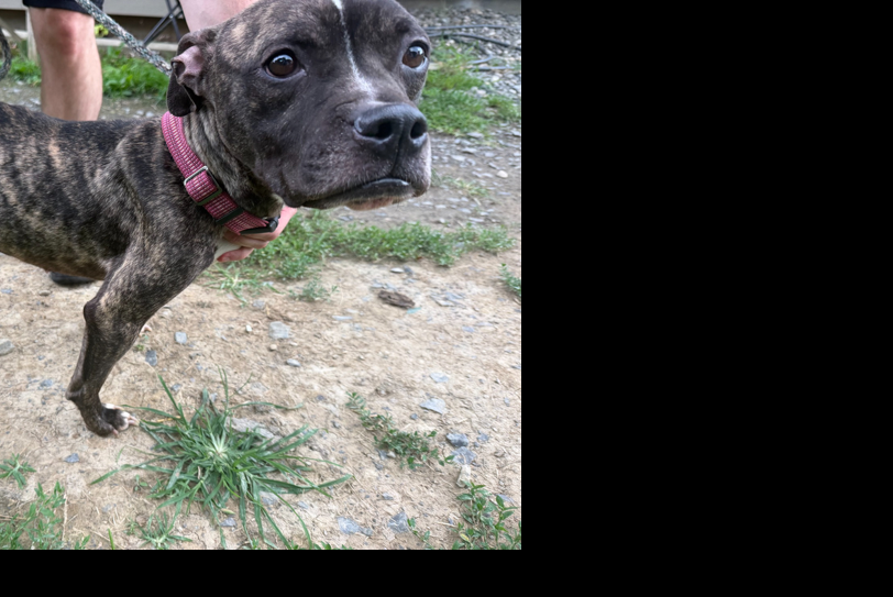 Columbia-Greene Humane Society rescues 9 dogs in 9 days