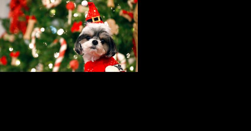 Down to Business: Hunting for pet gifts at Christmas - Vimarsana News
