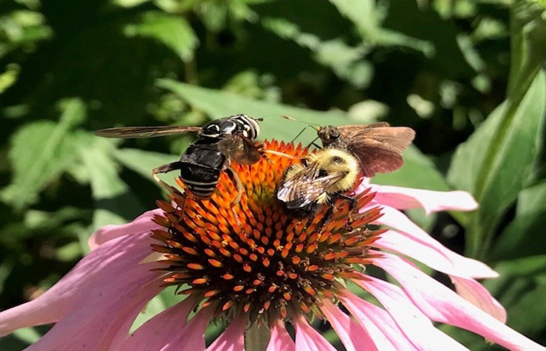 Pollinators Vip Help the pollinators by planting a garden | Opinion | dailygazette.com