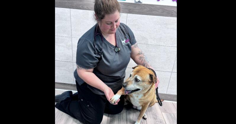 Image showcasing When is it the right time to euthanize a pet? | Life & Arts ...