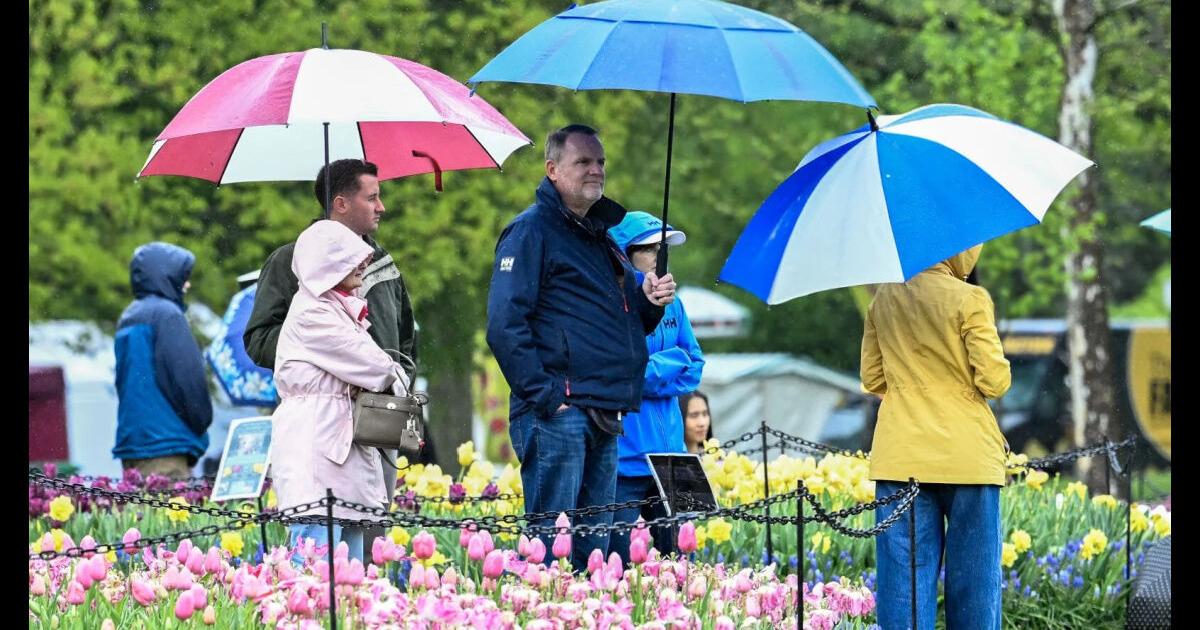 Albany Tulip Festival in 5 photos