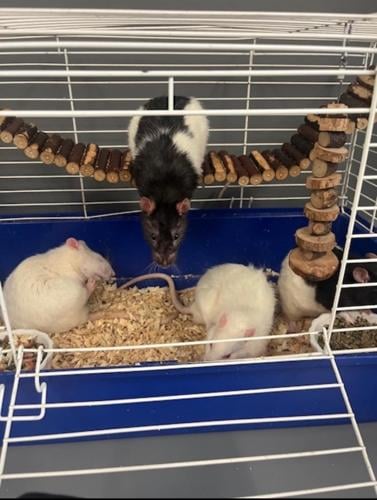 Domesticated rats