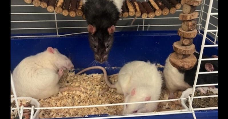 Domesticated rats found in cage on Mayfield roadside | Leader Herald ...