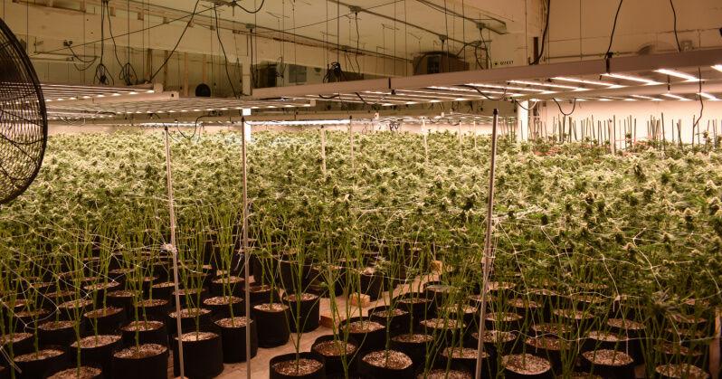 Large unlicensed cannabis operation found in T. Amsterdam | News - Vimarsana News