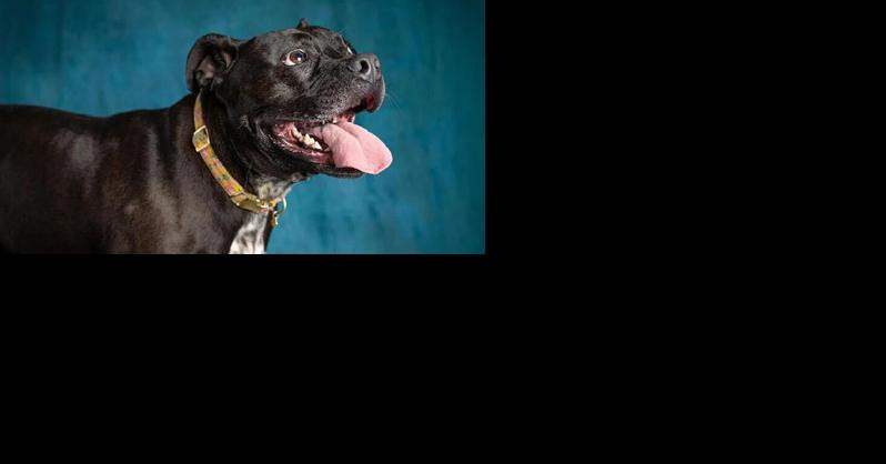 Keep summer spectacular with these pet safety tips - Animal Chronicles