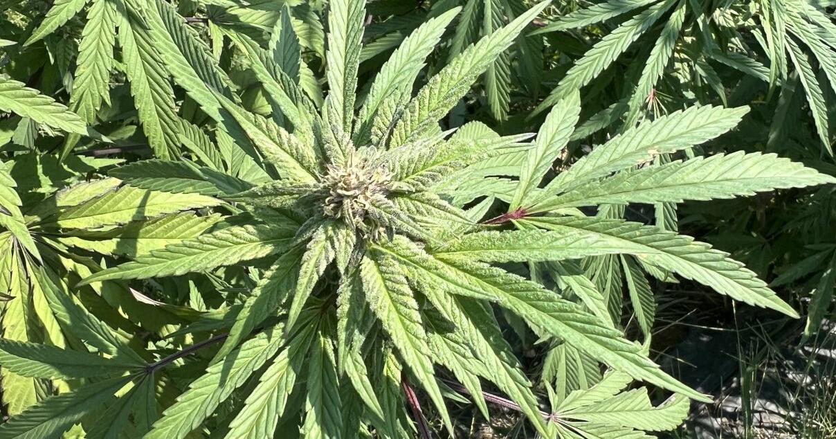 Cannabis Control Board approves homegrown cannabis plants | News - Vimarsana News