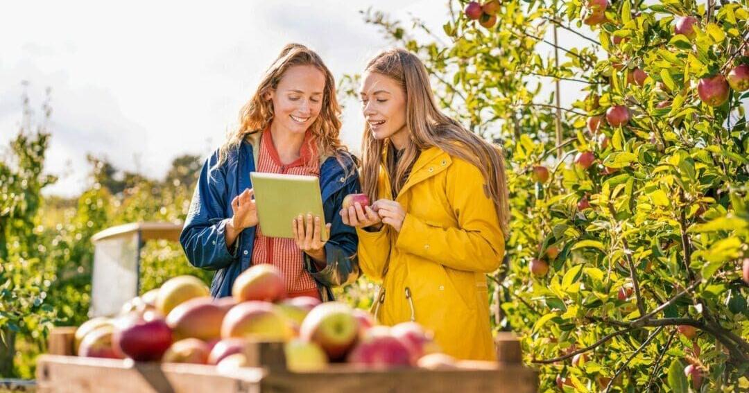 It’s apple picking season