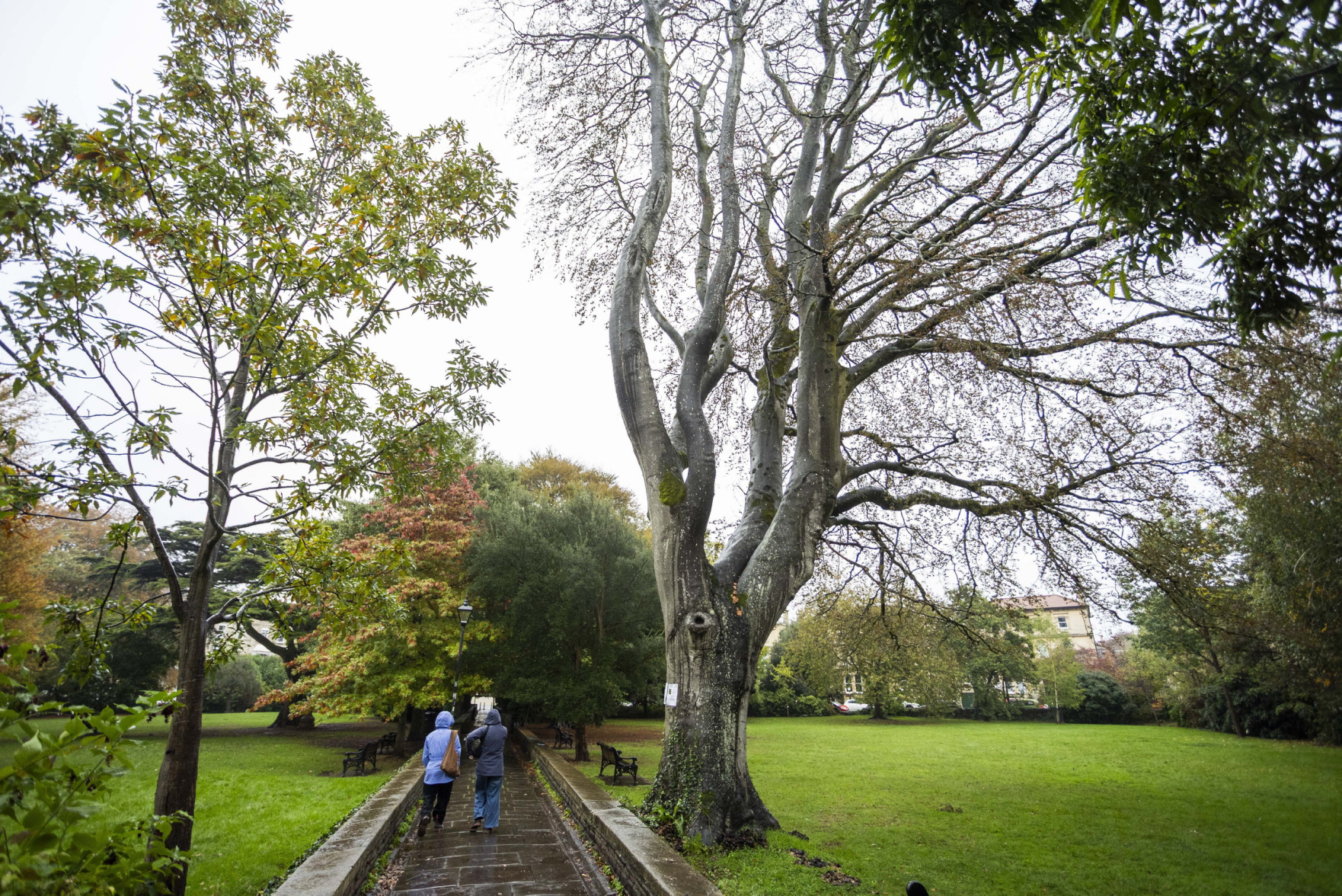 Historic tree to be chopped down after 100-year campaign to save it ...