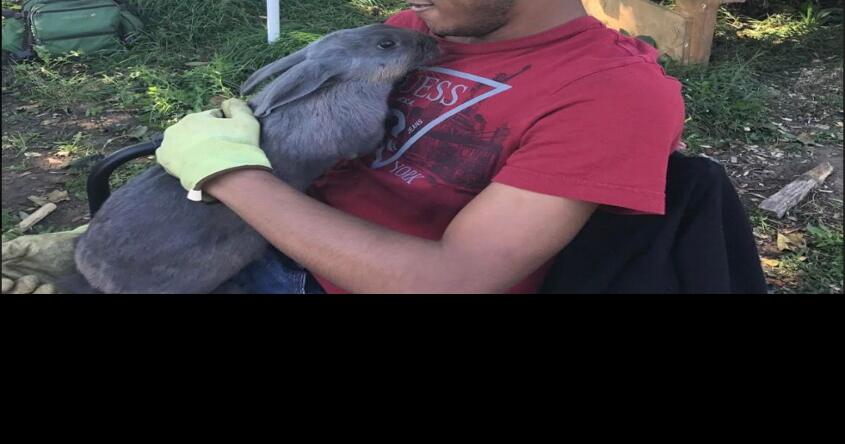 Rare rabbits returned to Vale Urban Farm | News | dailygazette.com