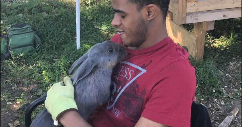 Rare rabbits returned to Vale Urban Farm | News | dailygazette.com