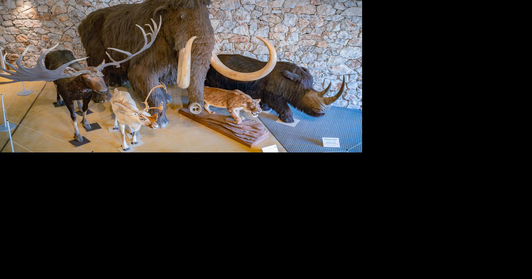 Giant cows hunted to extinction in 1627. Now, their ancestor is making ...