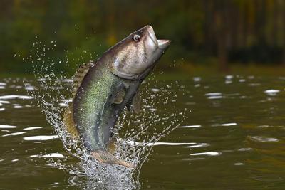 Fall largemouth bass  The Weekend Angler's Diary