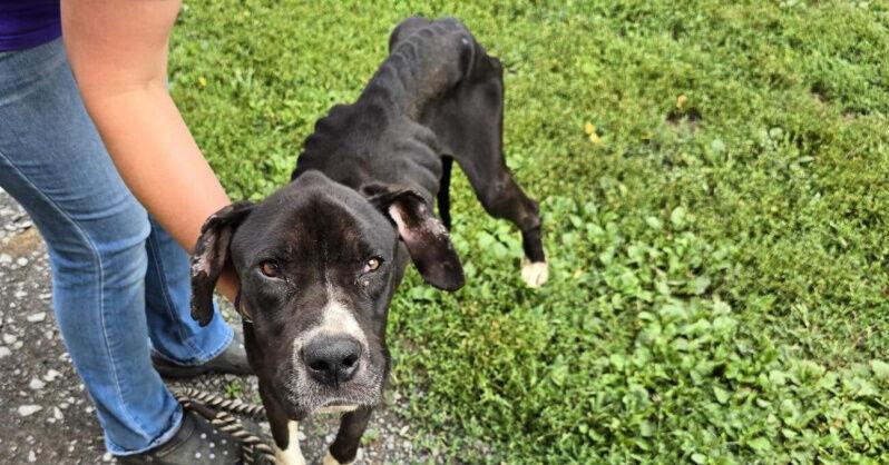 Dog found neglected in Hudson, reward offered for info | News ...