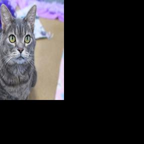 Spay/Neuter Awareness Month: Essential for pets' well-being, population control