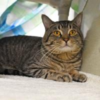 Fostering animals in summer – offering a safe, loving place