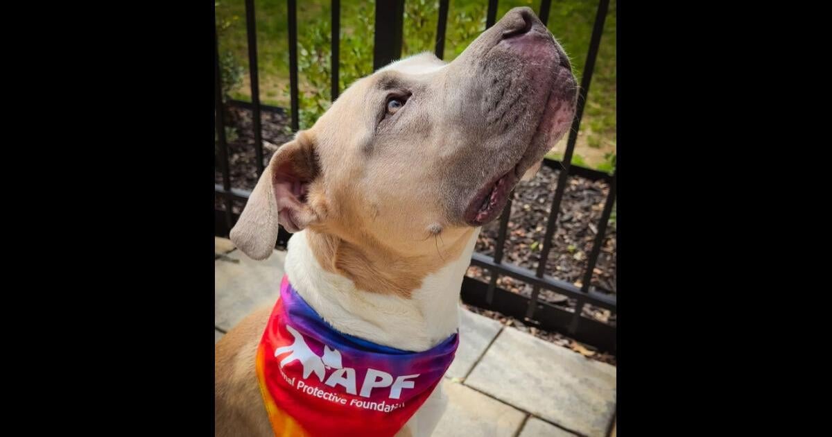 Is your pet ready for a public event? -- Animal Chronicles