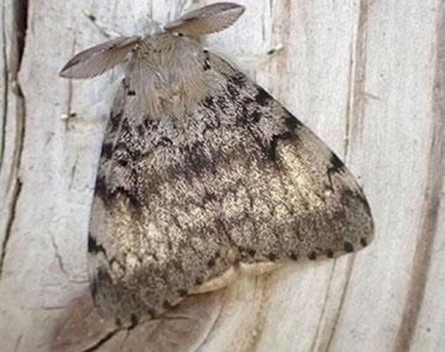 Spongy moth invasion a nuisance and a danger