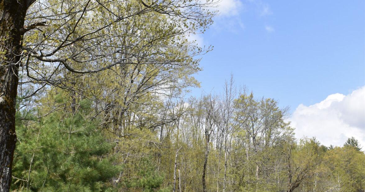 CLC to hold 2 volunteer events and host guided walks